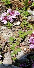 Thymus alpestris