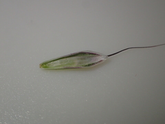 Bromus arvensis