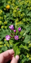 Epilobium alpestre