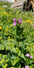 Epilobium alpestre