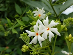 Nyctanthes arbor-tristis