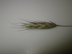 Bromus arvensis
