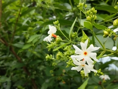 Nyctanthes arbor-tristis