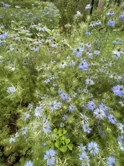 Nigella sativa