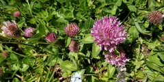 Trifolium medium
