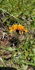 Crepis aurea