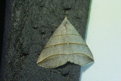 Colobochyla salicalis