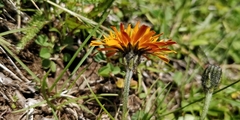 Crepis aurea