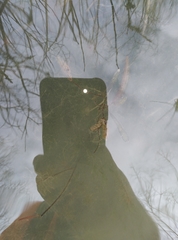 Potamogeton cheesemanii