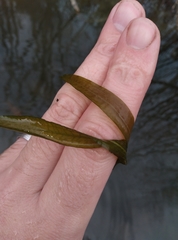 Potamogeton cheesemanii