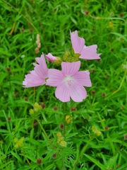 Malva moschata