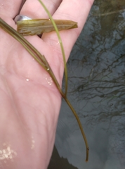 Potamogeton cheesemanii