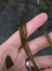 Potamogeton cheesemanii