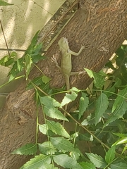 Calotes versicolor