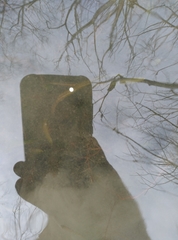 Potamogeton cheesemanii