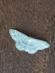Scopula incanata