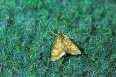 Ecpyrrhorrhoe rubiginalis
