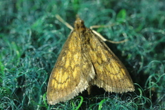 Ecpyrrhorrhoe rubiginalis