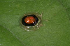 Tapinaspis atroannulus