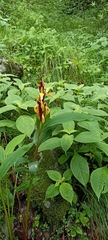 Cautleya spicata