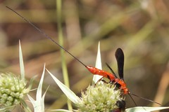 Glyptomorpha pectoralis