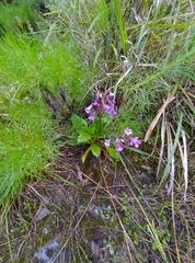 Primula miyabeana