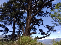 Tsuga chinensis