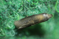 Sciota fumella