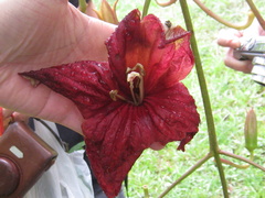 Kigelia africana africana