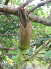 Kigelia africana africana