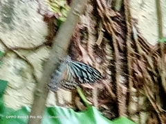 Ideopsis vulgaris macrina