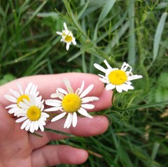 Tripleurospermum inodorum