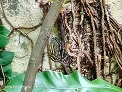 Ideopsis vulgaris macrina
