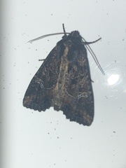 Helotropha reniformis