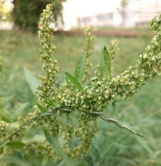 Rumex obtusifolius