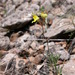 Linaria glauca - Photo (c) Juan Bautista Vera Perez, algunos derechos reservados (CC BY-NC), subido por Juan Bautista Vera Perez
