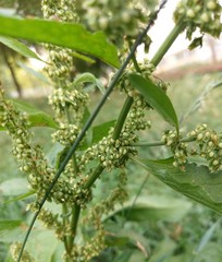 Rumex obtusifolius