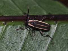 Chauliognathus corvinus