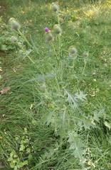 Cirsium vulgare