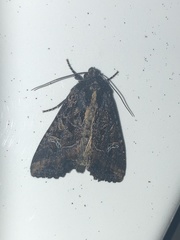 Helotropha reniformis