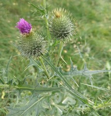 Cirsium vulgare