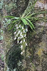 Sarcochilus australis