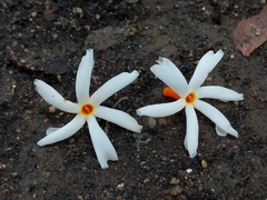 Nyctanthes arbor-tristis