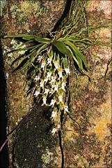 Sarcochilus australis