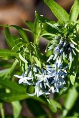 Amsonia ciliata texana