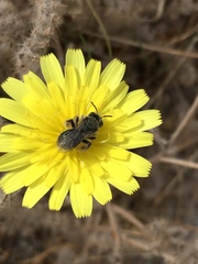 Andrena olivacea