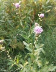 Cirsium arvense
