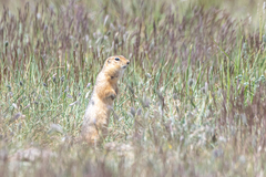 Urocitellus undulatus