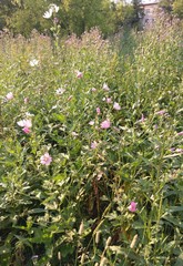 Malva thuringiaca