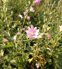 Malva thuringiaca